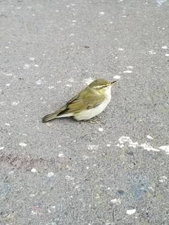 幸せを呼ぶ渡り鳥