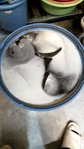 丸1日レーザーフィルターを漬け置き