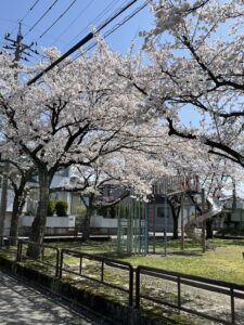 sakura,haru,zensinn,enngi